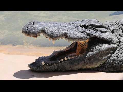 Dubai opens its first crocodile park