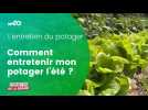 L'entretien du potager l'été