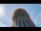 Canicule aux États-Unis : Phoenix vit dans une fournaise depuis des jours