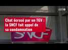 VIDÉO. Chat écrasé par un TGV : la SNCF fait appel de sa condamnation