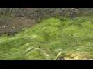 Algues Vertes : L'Etat a quatre mois pour agir