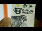 Colombie: l'ours à lunettes à la rescousse des producteurs de café, et vice-versa