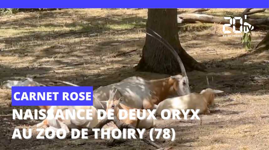 Deux femelles Oryx, espèce classée « éteinte à l'état sauvage », sont nées au zoo de Thoiry