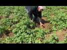 Sécheresse : culture pommes de terre impactée à Sedan