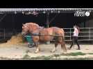 VIDEO. À Nozay, une matinée dans les pas des chevaux de Julie Bouquiaux.