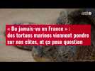 VIDÉO. « Du jamais-vu en France » : des tortues marines viennent pondre sur nos côtes