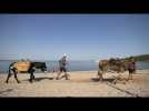 Sur les plages d'Ajaccio, les ânes transportent les déchets