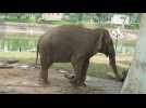 Deux éléphantes enchaînées dans un zoo émeuvent le Vietnam