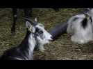 Moutons, chevaux, chèvres : au plus près des animaux domestiques du domaine de Menez Meur