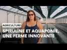 Spiruline et aquaponie : découverte d'une ferme innovante