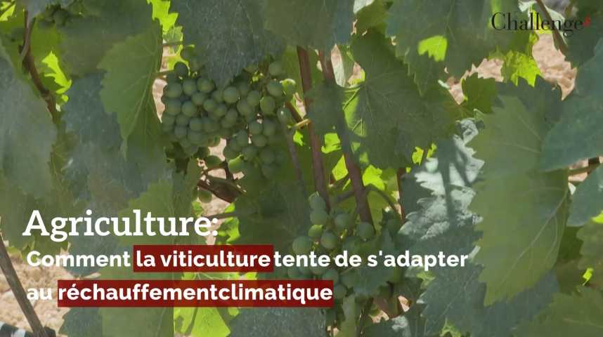 Agriculture: Comment La Viticulture Tente De S'adapter Au Réchauffement ...