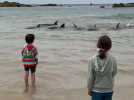 VIDÉO. Une dizaine de dauphins échoués près de la plage à Fréhel