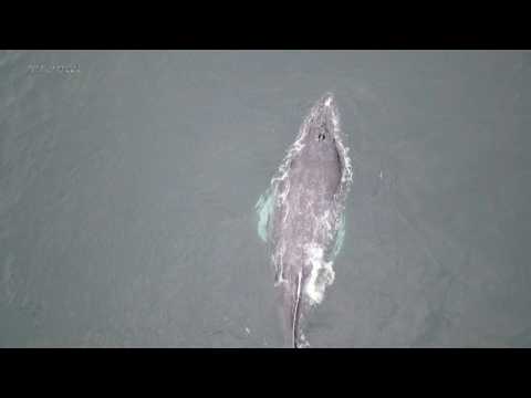 Humpback whales swim towards warmer waters in Northern Peru