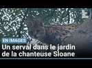 La chanteuse Sloane a filmé son improbable rencontre avec un serval dans sa propriété
