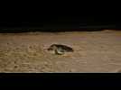 Une tortue marine est venue pondre sur une plage varoise ce week-end