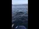 VIDÉO. Des dauphins s'amusent avec un bateau