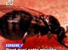 C'est quoi cette mouche noire buveuse de sang qui prolifère en Espagne ?