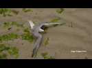 Grippe aviaire : La plus grande colonie de sternes de Bretagne décimée