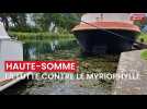 La lutte contre le myriophylle dans le canal de la Somme