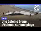 Chili : Une baleine bleue s'échoue sur une plage
