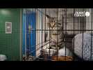 La SPA de Basse-Normandie alerte sur les abandons de chatons pendant l'été