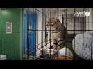 SPA de Basse-Normandie alerte sur les abandons de chatons