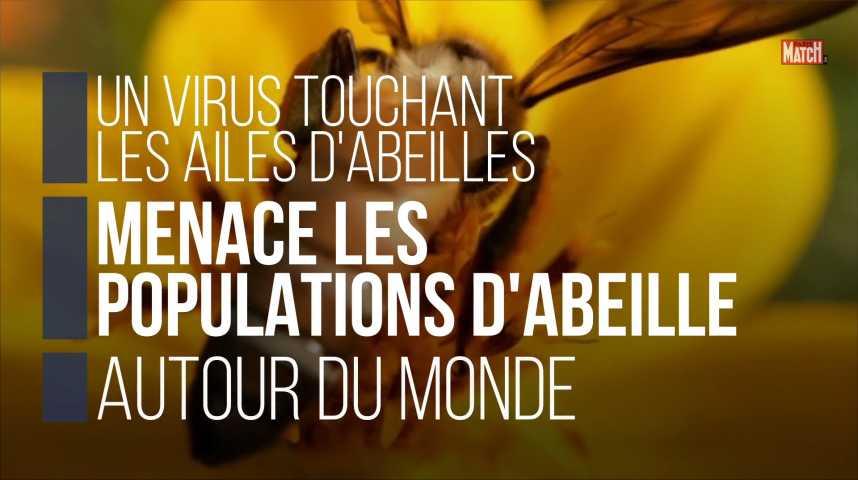 Abeilles tueuses : que sait-on sur cette race africanisée, qui a fait une  victime à l'Îlet la Mère ? - Guyane la 1ère