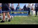 L'exposition canine à Quiberville-sur-Mer a réuni plus de 1 000 chiens