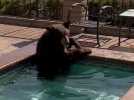 VIDÉO. Aux États-Unis, un ours s'invite dans une piscine