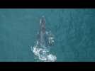 Humpback whale with her calf swim in Rio's Ipanema beach