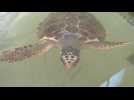Le réchauffement climatique pousse les tortues à pondre sur les plages de l'Adriatique