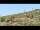 VIDEO. En Espagne et au Portugal, des chevaux et des bisons utilisés pour lutter contre les feux de forêt