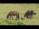 Péninsule ibérique: des chevaux et des bisons pour lutter contre les feux de forêt