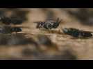 La mouche soldat noire, une source de protéines bonnes pour la planète et les animaux