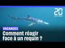 Vacances : Comment réagir face à un requin dans l'eau ?