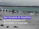 Australie : Une vingtaine de dauphins sont morts échoués sur une plage #shorts