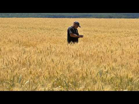 Eastern European countries push for bans on Ukrainian grain to be extended until end of year