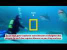 Chris Hemsworth à la rencontre des requins : Coup de coeur de Télé 7