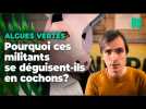 Des hommes-cochons contre les algues vertes en Bretagne