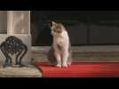 Red carpet, Larry the cat await US President at Downing Street