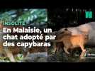 Ce chat adopté par des capybaras est devenu la vedette du zoo national de Malaisie
