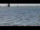 VIDEO. Quatre dauphins aperçus sur la côte vendéenne