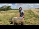 Audembert : un élevage de porcs en plein air