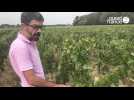 VIDEO. Vendanges : les Vins du Val de Loire veulent séduire la jeune génération