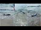 Un jeune dauphin s'échoue sur une plage de l'Hérault : 