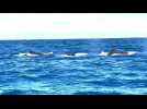 Sur l'île de La Réunion, une saison des baleines 