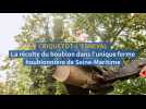 A la récolte du houblon en Seine-Maritime