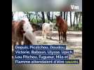Les poneys abandonnés à Vidauban ont trouvé refuge à Nice