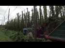Méteren : la cueillette bat son plein à la houblonnière Gombert