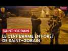 Aisne : le cerf brame bien à Saint-Gobain